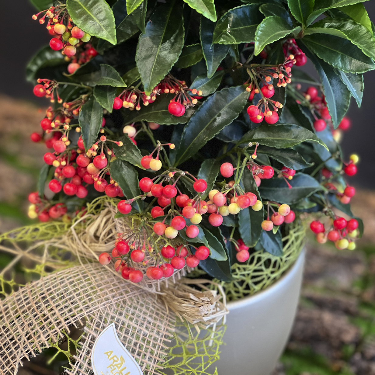 ardisia_planta_nadal_vermella_floristeria_aralia_osona