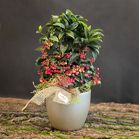 ardisia_vermella_floristeria_aralia_osona