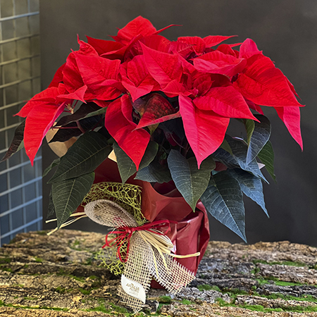 planta_nadal_vermella_floristeria_aralia