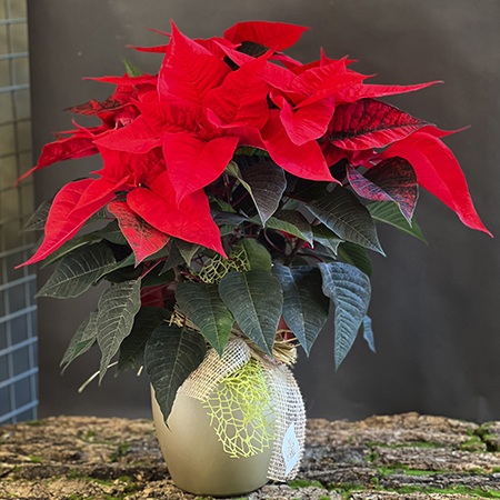 planta_nadal_vermella_floristeria_aralia_osona